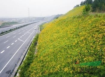 河南邊坡綠化 江蘇邊坡防護(hù)價(jià)格